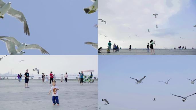 海边海岸边广场孩子小朋友开心喂海鸥飞翔