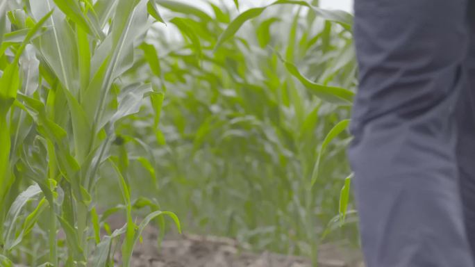 农艺师农学家行走背影观察种植园中的玉米地