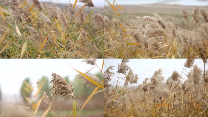 秋冬季节滹沱河风吹芦苇