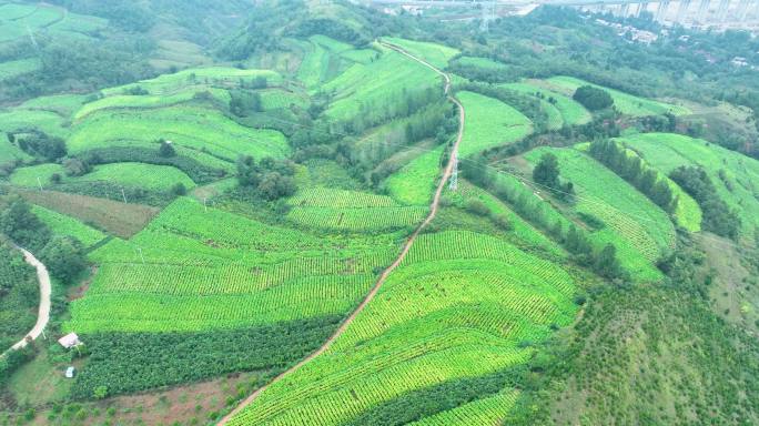 豫西大山里的烟田大景震撼航拍满山烟田8