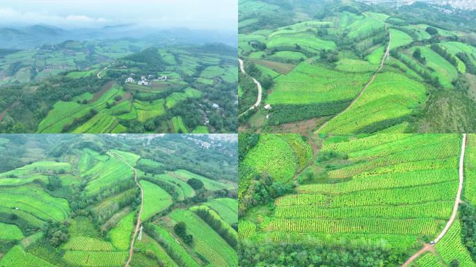 豫西大山里的烟田大景震撼航拍满山烟田8