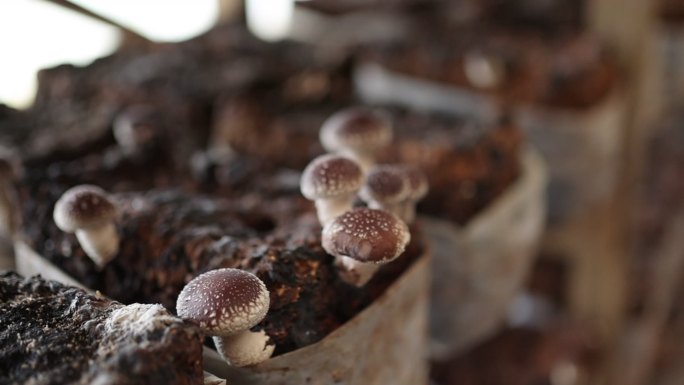 室内农场种植在种植袋中的香菇特写
