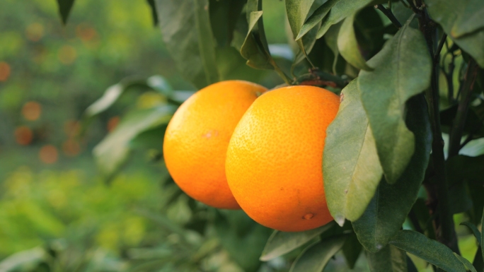 红美人柑橘采摘 爱媛橙种植园