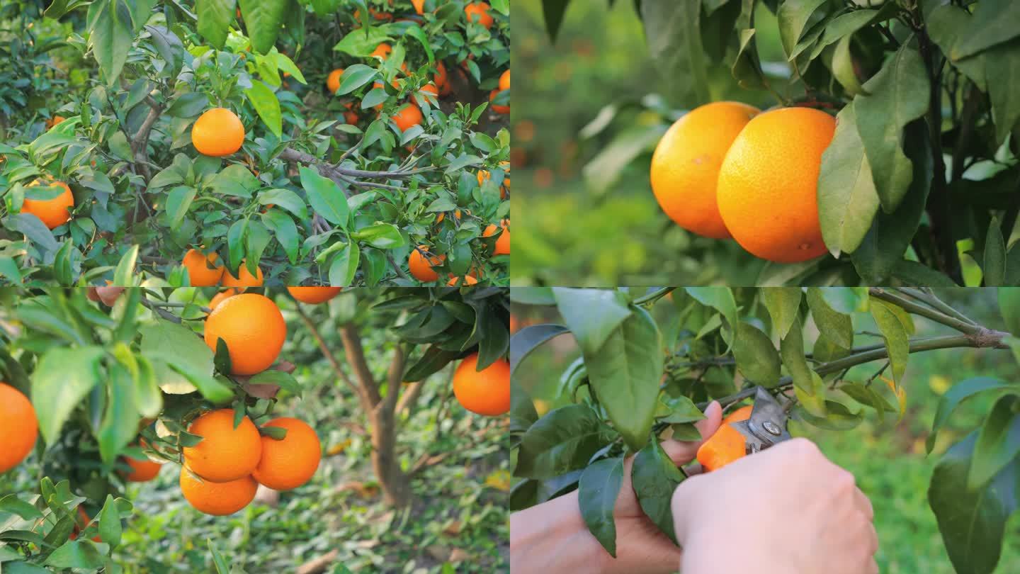 红美人柑橘采摘 爱媛橙种植园