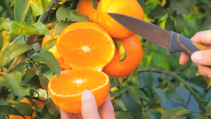爱媛橙采摘种植园