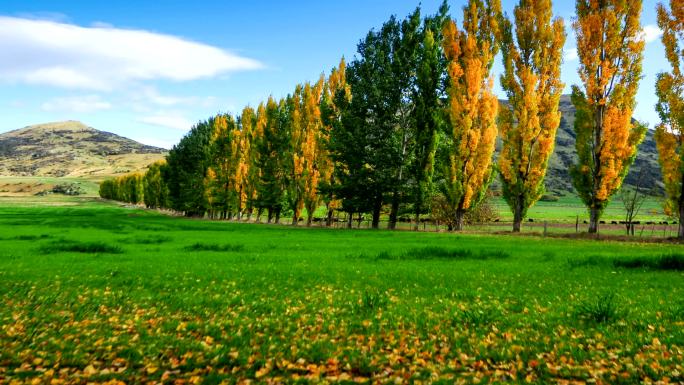 时间流逝，公园里的秋树和蓝天，新西兰箭镇，