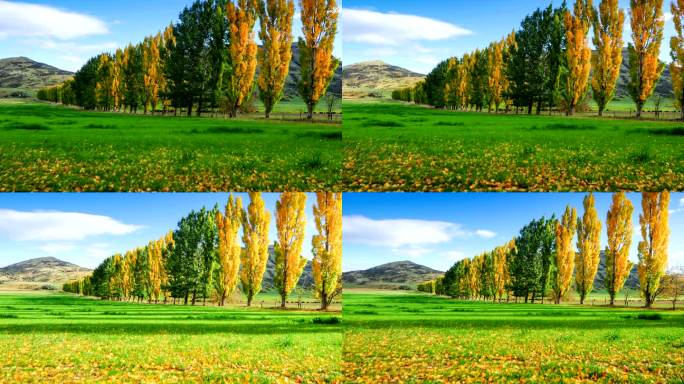 时间流逝，公园里的秋树和蓝天，新西兰箭镇，