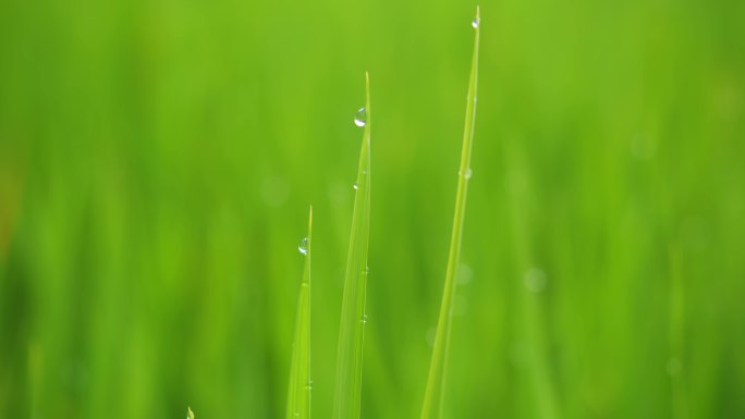 30帧 雨后农村 白鹭 蜻蜓 水稻