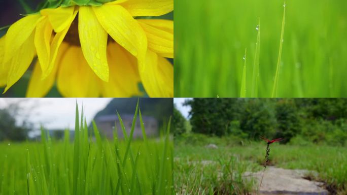 30帧 雨后农村 白鹭 蜻蜓 水稻