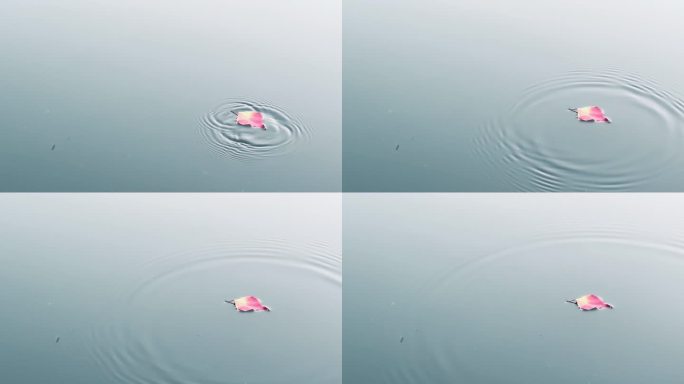 (4k原创)立秋慢镜头落叶落在水上
