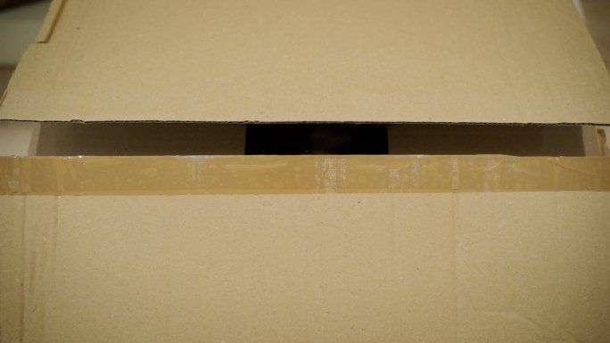 一只滑稽的黑猫从盒子里向外看的肖像