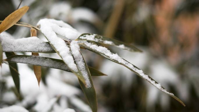 积雪的竹子竹叶 雪中的竹叶