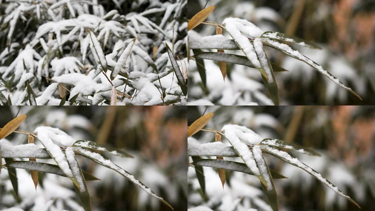 积雪的竹子竹叶 雪中的竹叶