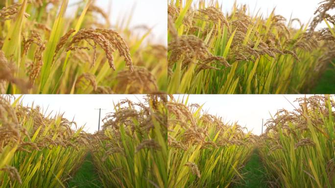 【4K】秋天成熟的水稻