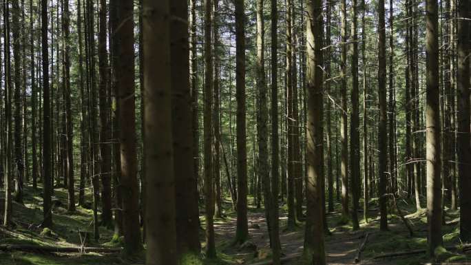 夏季天然松林夏季天然松林森林木材