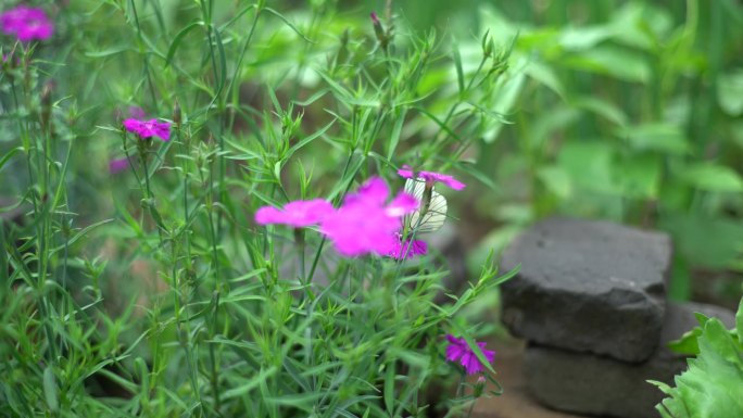 山里野花 蝴蝶 蜜蜂