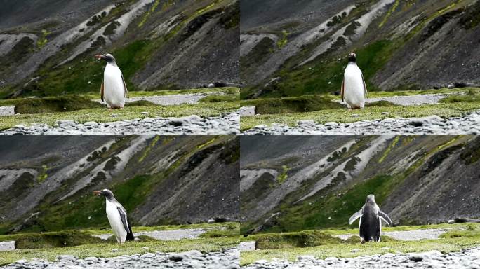 站在南极洲沙滩上的Gentoo企鹅