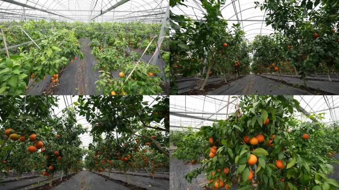 大棚种植橙子