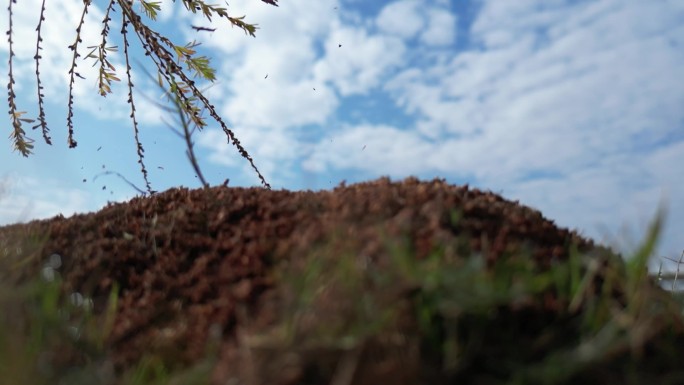 小山坡上的景象