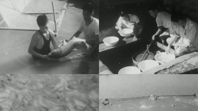 1971年 湖南省科学养鱼增产