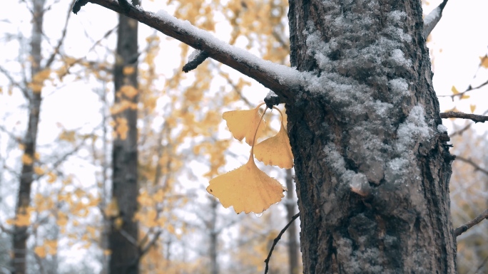 立冬 小雪