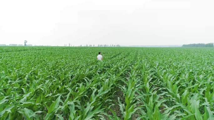 农艺师农学家行走背影观察种植园中的玉米地