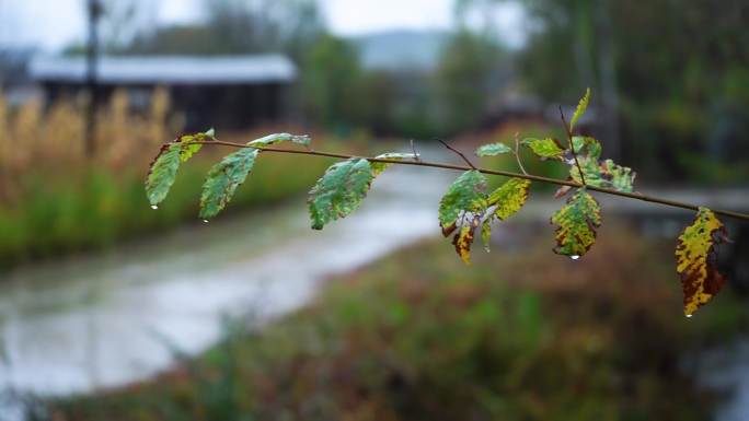 农村小雨植物