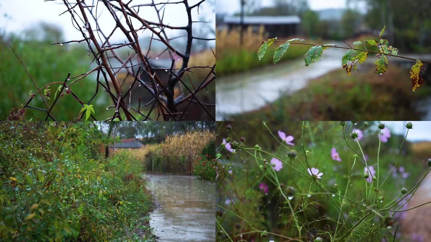 农村小雨植物