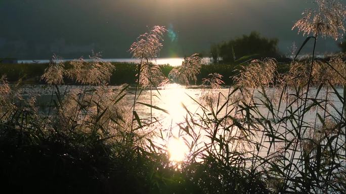 夕阳湖畔的芦苇丛