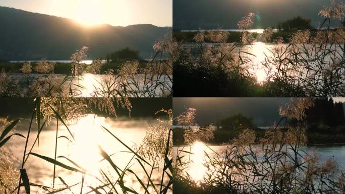 夕阳湖畔的芦苇丛
