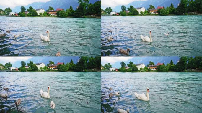 瑞士湖上的鹅唯美白天鹅水面