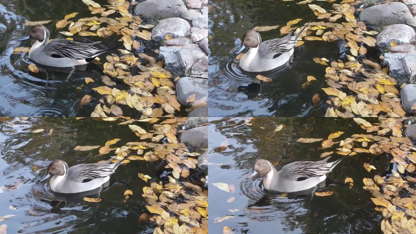 美丽的鸭子在湖里游泳