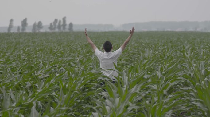 农艺师农学家张开双臂观察种植园中的玉米地