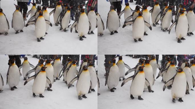 企鹅公园殖民地-动物群雌性海洋公园仰拍