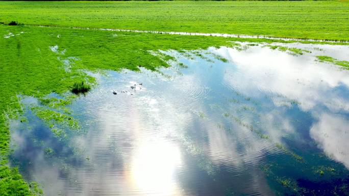 荷兰湿地航拍湿地公园人工湖鸟儿
