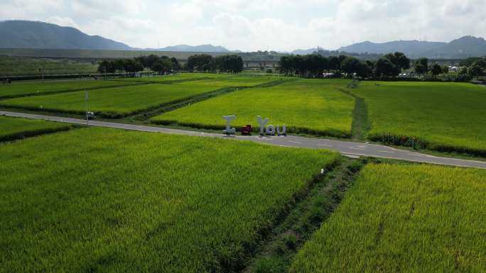 深圳光明小镇欢乐田园稻田