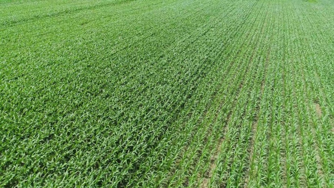 航拍现代化农业玉米田野东北绿色黄金玉米带