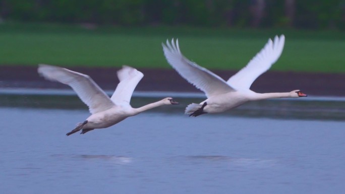 鸟类——沉默的天鹅（天鹅色）在一个多云的春天清晨开始在水面上飞行。