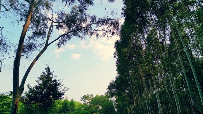 蓝天白云下的桉树林