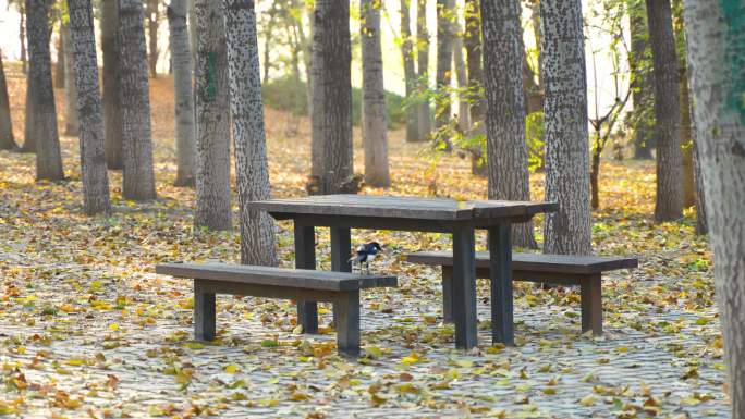 秋天喜鹊在木桌木椅满是落叶的地面行走