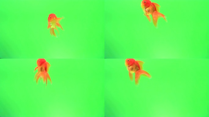 绿色屏幕上的金鱼观赏鱼扣绿鱼景观鱼