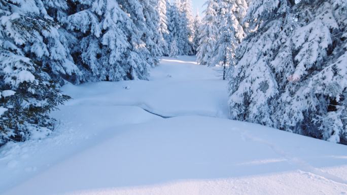 松树上覆盖着厚厚的白雪，被阳光照亮。冬季细节。