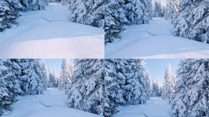 松树上覆盖着厚厚的白雪，被阳光照亮。冬季细节。