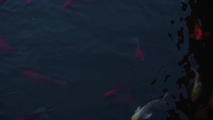 池塘里的红鲤鱼群花鲤鱼锦鲤