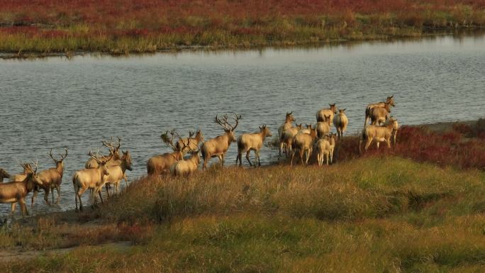 4k 盐城湿地麋鹿 航拍麋鹿水边行走