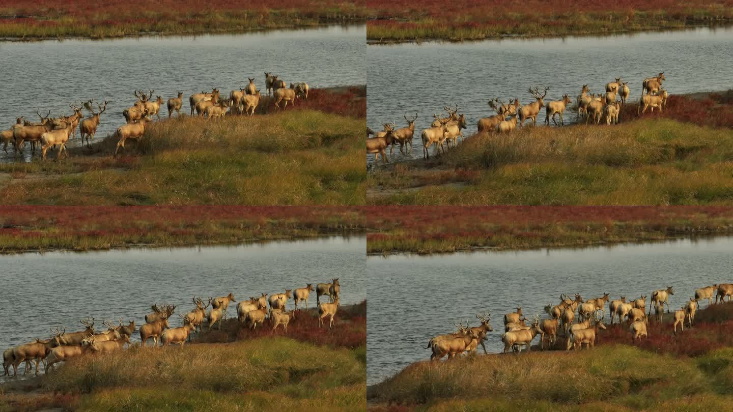 4k 盐城湿地麋鹿 航拍麋鹿水边行走