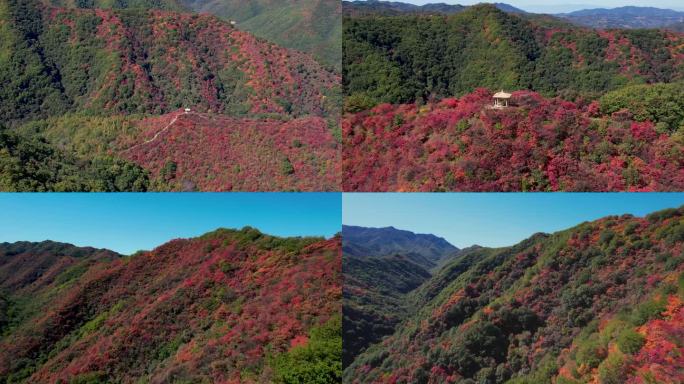 秋天唯美红枫叶甘山美景航拍C