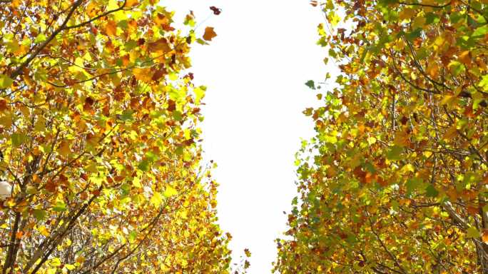 秋天山里的林荫大道树叶金黄色彩斑斓