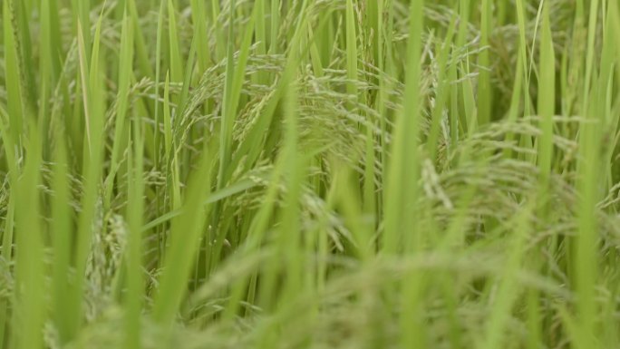 绿色生态农业水稻田谷穗