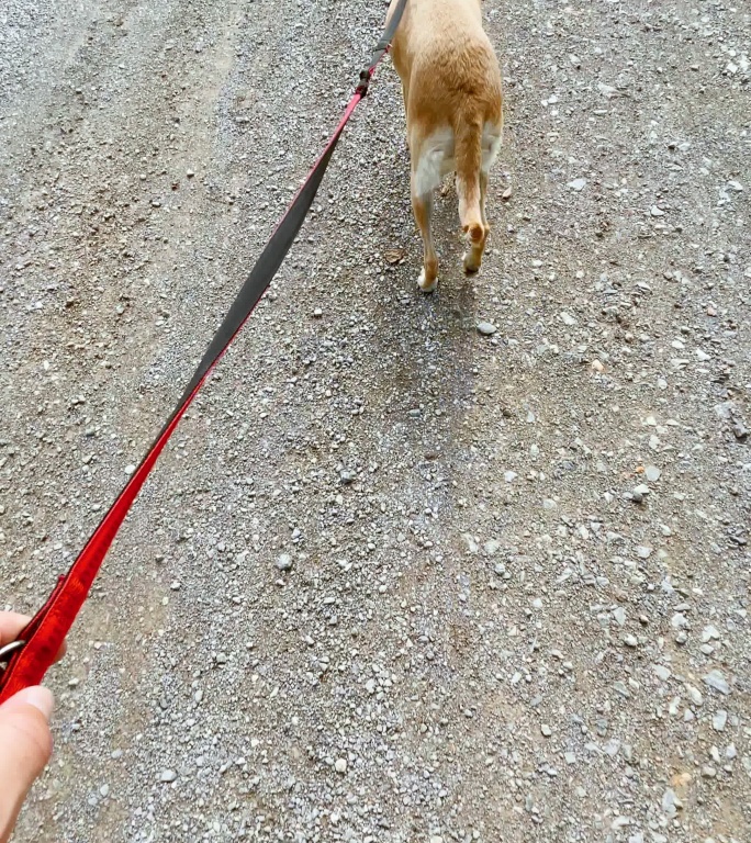 SLO MO POV在大自然的砾石小径上遛狗